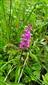 Orchis mascula
