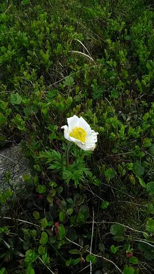 anemone aplina