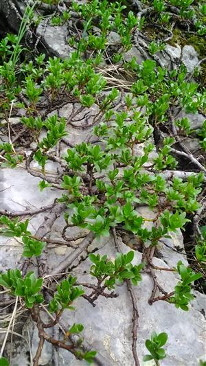 salix retusa