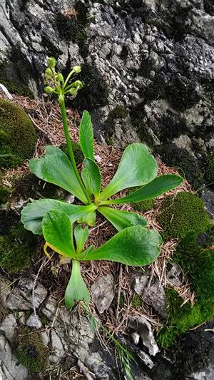 primula
