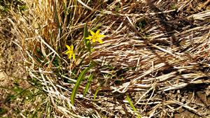 gagea lutea