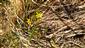 gagea lutea