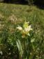 Dactylorhiza sambucina