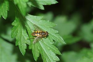 Helophilus pendulus