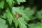 Helophilus pendulus (Linne, 1758)