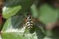 Chrysotoxum festivum (Linne , 1758)