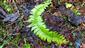 polystichum