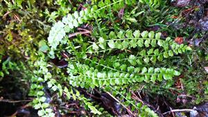 asplenium