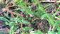 Lycopodium annotinum
