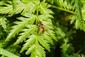 Eristalis tenax (Linne, 1758)