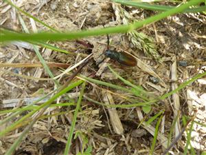 Dorcadion fulvum 