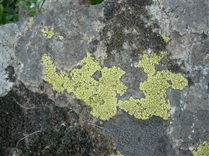 zemepisník mapovitý na andezitovom balvane