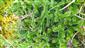 lycopodium