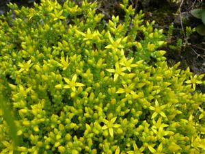 rozchodník prudký (Sedum acre) 