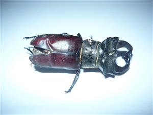 roháč obyčajný - skelet 