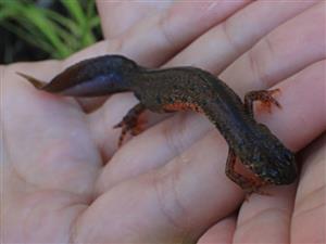 Triturus dobrogicus