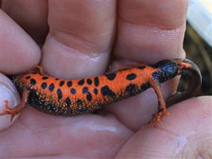 Triturus dobrogicus