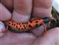 Triturus dobrogicus