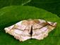 Apeira syringaria (Linnaeus, 1758)