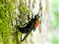 Clitellaria ephippium (Fabricius, 1775)