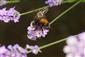 Bombus pascuorum (SCOPOLI, 1763)