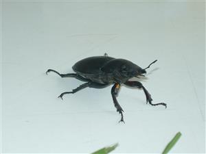 Lucanus cervus - samičí jedinec 