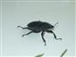 Lucanus cervus - samičí jedinec 