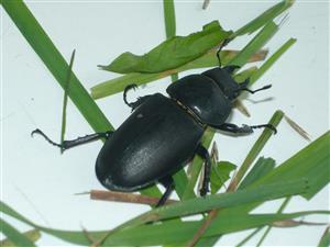Lucanus cervus