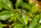 Xanthogramma pedissequum (Harris, 1776)