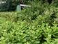 Asclepias syriaca