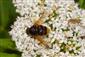Volucella zonaria (Poda, 1761)