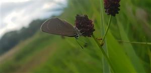 Maculinea teleius 