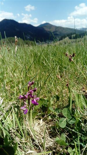 Orchis morio