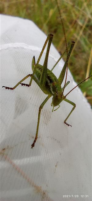 Leptophyes albovittata - kobylka bělopruhá