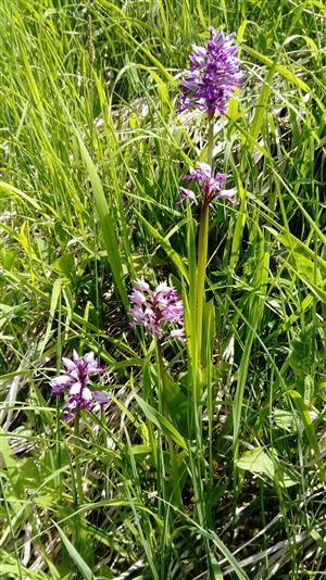 Orchis militaris