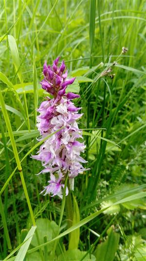 Orchis mascula subsp. signifera