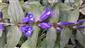 Gentiana sp.