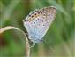 Polyommatus icarus (Rottemberg, 1775)