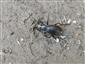 Carabus (Eucarabus) scheidleri scheidleri Panzer, 1799