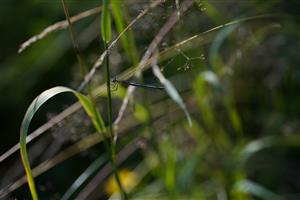 lestes virens