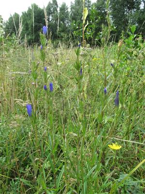 Gentiana pneumonanthe