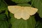 Angerona prunaria (Linnaeus, 1758)