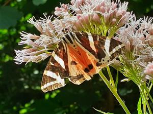 Callimorpha quadripunctaria, foto:Apfelova