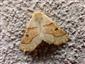 Crocallis elinguaria (Linnaeus, 1758)