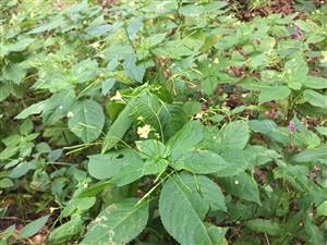 Impatiens parviflora