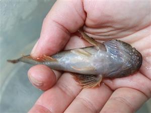 Cottus gobio
