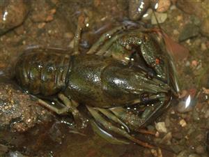 Astacus astacus