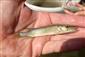 Esox lucius