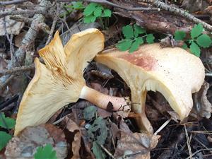 Tricholomopsis rutilans