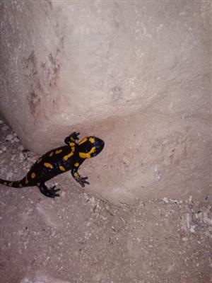 Salamandra salamandra